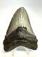 3 Inch Real Megalodon Shark Tooth Fossil Extinct Giant Genuine Gray Huge Teeth