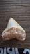 3 Indonesian Megalodon Shark Tooth Great Serrations And Color Beautiful