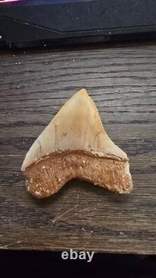 3 Indonesian Megalodon Shark Tooth Great Serrations and Color Beautiful
