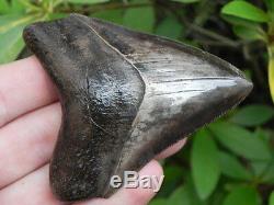 3 St. Mary Megalodon Fossil Shark Tooth Teeth