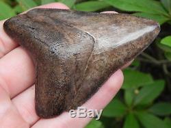 3 St. Mary Megalodon Fossil Shark Tooth Teeth