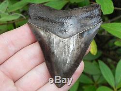 3 St. Mary Megalodon Fossil Shark Tooth Teeth