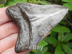 3 St. Mary Megalodon Fossil Shark Tooth Teeth