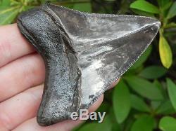 3 St. Mary Megalodon Fossil Shark Tooth Teeth