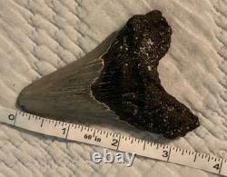 3 inch fossil shark tooth megalodon