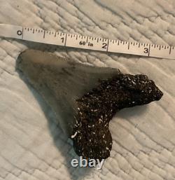 3 inch fossil shark tooth megalodon