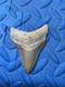 3 Inch Megalodon Shark Tooth Fossil From Sc Land Site
