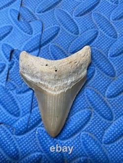 3 inch megalodon shark tooth fossil from SC land site