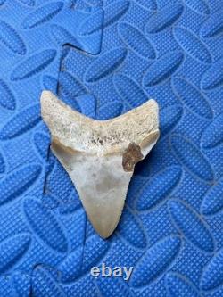3 inch megalodon shark tooth fossil from SC land site