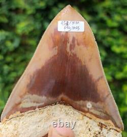 #434 5.50 Indonesian Megalodon Shark Tooth 100% NATURAL