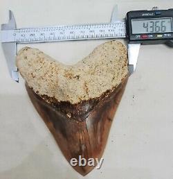 #434 5.50 Indonesian Megalodon Shark Tooth 100% NATURAL