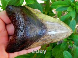 45A St. Mary Megalodon Fossil Shark Tooth Teeth