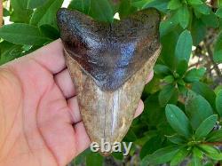 45A St. Mary Megalodon Fossil Shark Tooth Teeth