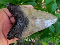 45A St. Mary Megalodon Fossil Shark Tooth Teeth