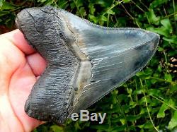 45b Serrated Fossil Megalodon Shark Tooth Teeth