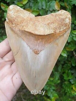 #496 5.60 Indonesian Megalodon Shark Tooth 100% NATURAL