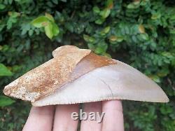 #496 5.60 Indonesian Megalodon Shark Tooth 100% NATURAL