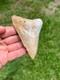 4.00 Megalodon Fossil Shark Tooth Summerville South Carolina