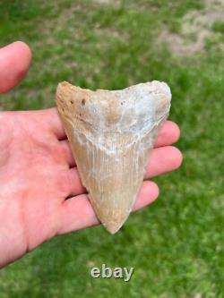 4.00 Megalodon Fossil Shark Tooth Summerville South Carolina
