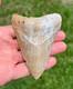 4.00 Sharp Megalodon Fossil Shark Tooth Summerville South Carolina