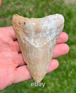 4.00 Sharp Megalodon Fossil Shark Tooth Summerville South Carolina