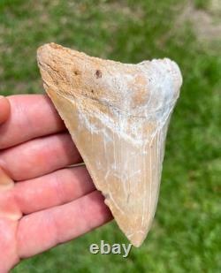 4.00 Sharp Megalodon Fossil Shark Tooth Summerville South Carolina