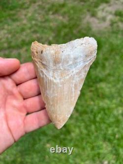 4.00 Sharp Megalodon Fossil Shark Tooth Summerville South Carolina