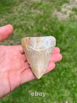 4.00 Sharp Megalodon Fossil Shark Tooth Summerville South Carolina