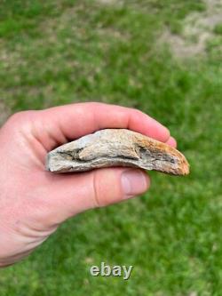 4.00 Sharp Megalodon Fossil Shark Tooth Summerville South Carolina