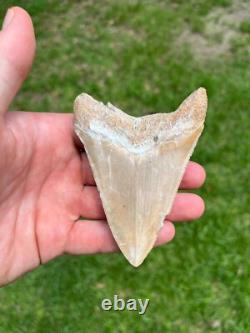 4.00 Sharp Megalodon Fossil Shark Tooth Summerville South Carolina