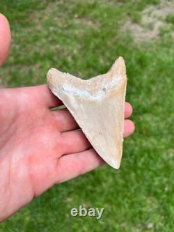 4.00 Sharp Megalodon Fossil Shark Tooth Summerville South Carolina