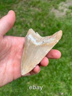 4.00 Sharp Megalodon Fossil Shark Tooth Summerville South Carolina