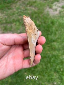 4.00 Sharp Megalodon Fossil Shark Tooth Summerville South Carolina