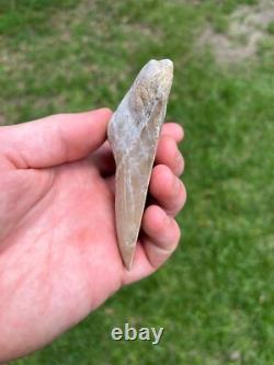 4.00 Sharp Megalodon Fossil Shark Tooth Summerville South Carolina