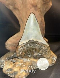 4.01 Inch Real Megalodon Shark Tooth Big Fossil Genuine Prehistoric Meg Teeth