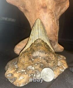 4.01 Inch Real Megalodon Shark Tooth Big Fossil Genuine Prehistoric Meg Teeth