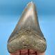 4.01 Megalodon Shark Tooth Nice Serrations Fossil No Restoration Or Repair