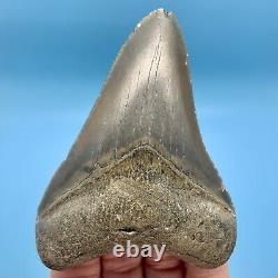 4.01 Megalodon Shark Tooth Nice Serrations Fossil No Restoration or Repair