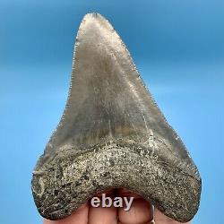 4.01 Megalodon Shark Tooth Nice Serrations Fossil No Restoration or Repair