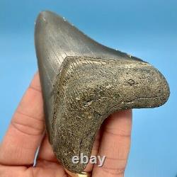 4.01 Megalodon Shark Tooth Nice Serrations Fossil No Restoration or Repair