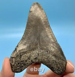 4.01 Megalodon Shark Tooth Nice Serrations Fossil No Restoration or Repair