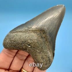 4.01 Megalodon Shark Tooth Nice Serrations Fossil No Restoration or Repair