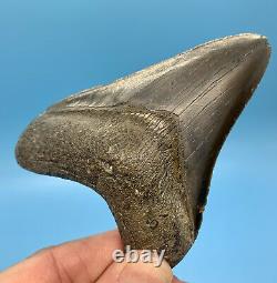 4.01 Megalodon Shark Tooth Nice Serrations Fossil No Restoration or Repair