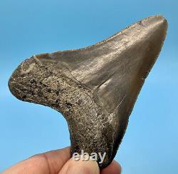 4.01 Megalodon Shark Tooth Nice Serrations Fossil No Restoration or Repair