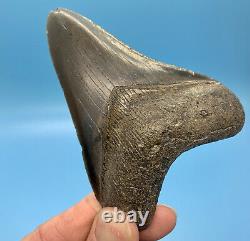 4.01 Megalodon Shark Tooth Nice Serrations Fossil No Restoration or Repair