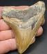 4.02 Megalodon Shark Tooth Real Fossil North Carolina Natural Collector Meg