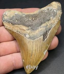 4.02 Megalodon Shark Tooth Real Fossil North Carolina Natural Collector Meg
