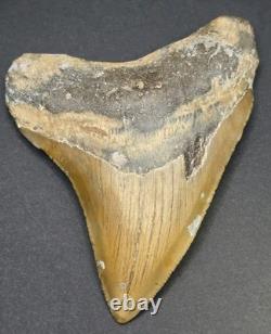 4.02 Megalodon Shark Tooth Real Fossil North Carolina Natural Collector Meg