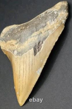 4.02 Megalodon Shark Tooth Real Fossil North Carolina Natural Collector Meg