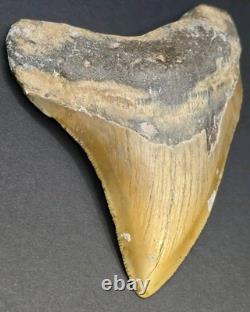4.02 Megalodon Shark Tooth Real Fossil North Carolina Natural Collector Meg